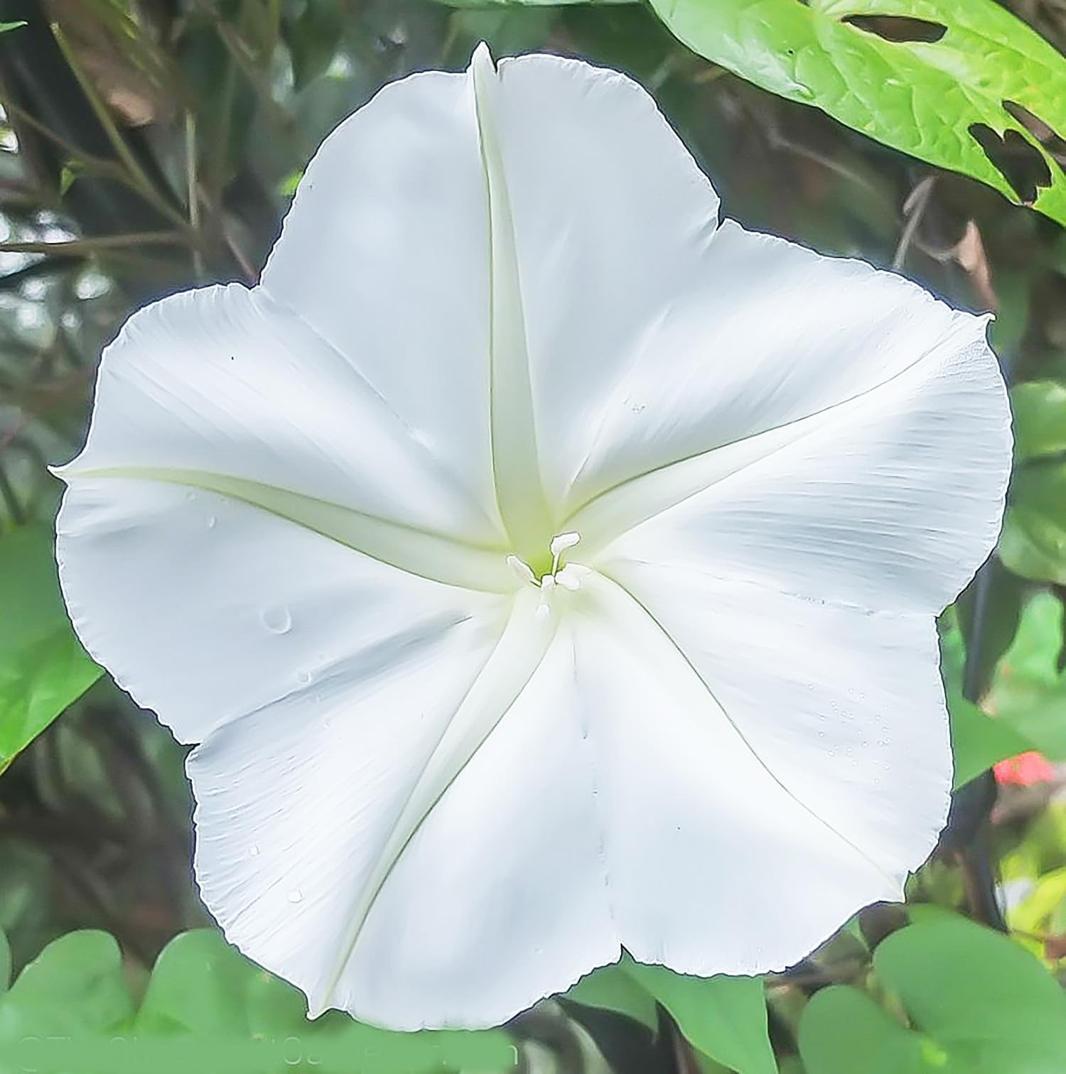 White Moonflower – Fragrant, Evening Blooming Vine Seeds white