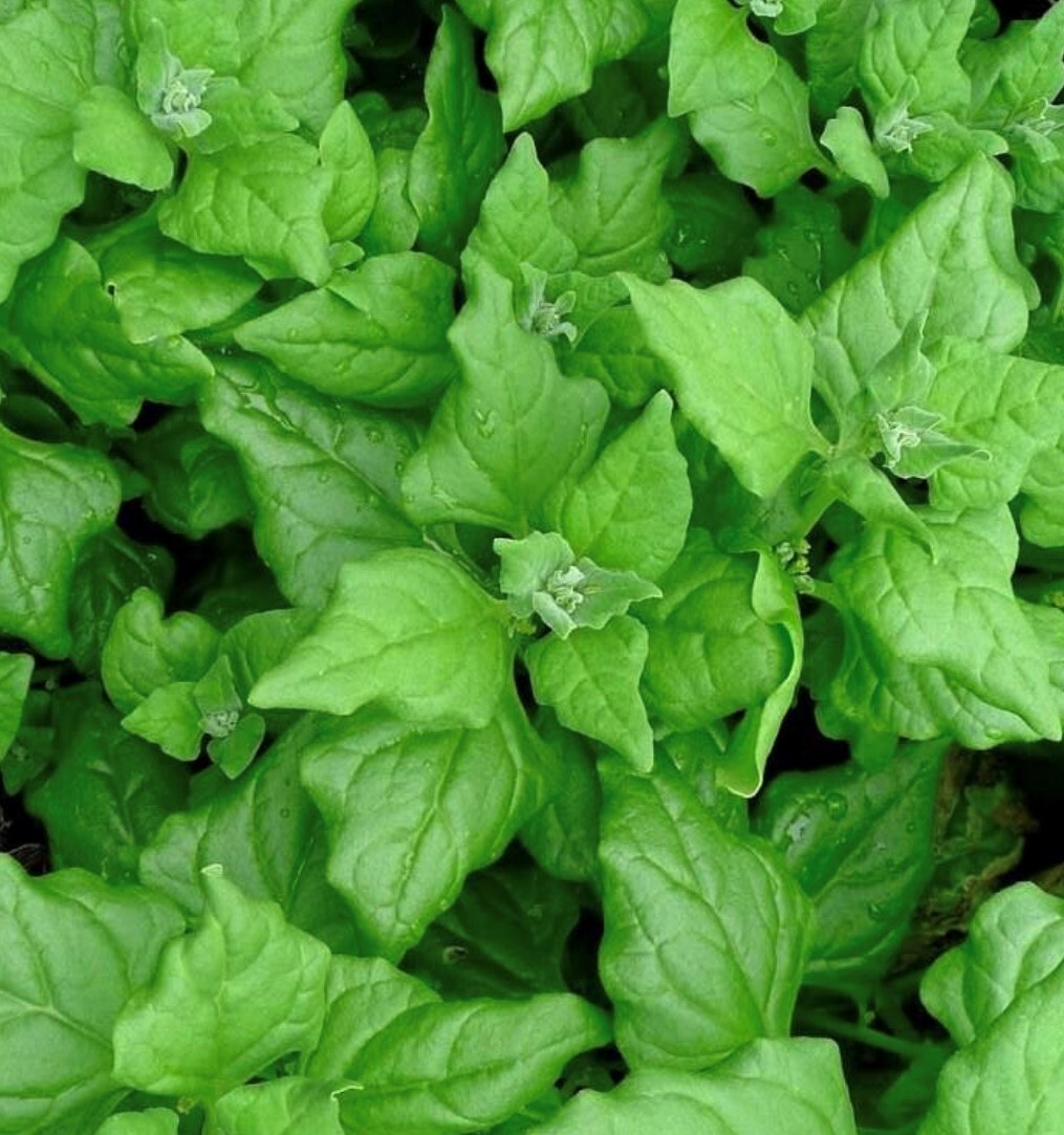 New Zealand Spinach Seeds | Heirloom | Organic