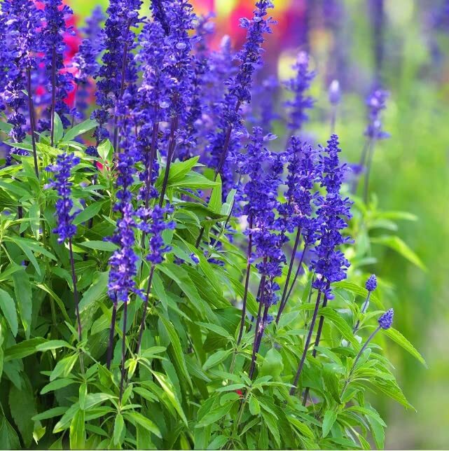 Blue Steel Sage Seeds for Planting – 50 Seeds – Easy to Grow