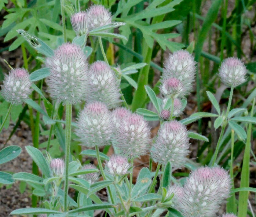 Rabbit’s Foot Clover ~ 50 seeds ~ Trifolium arvense. Free Shipping – USA seller.