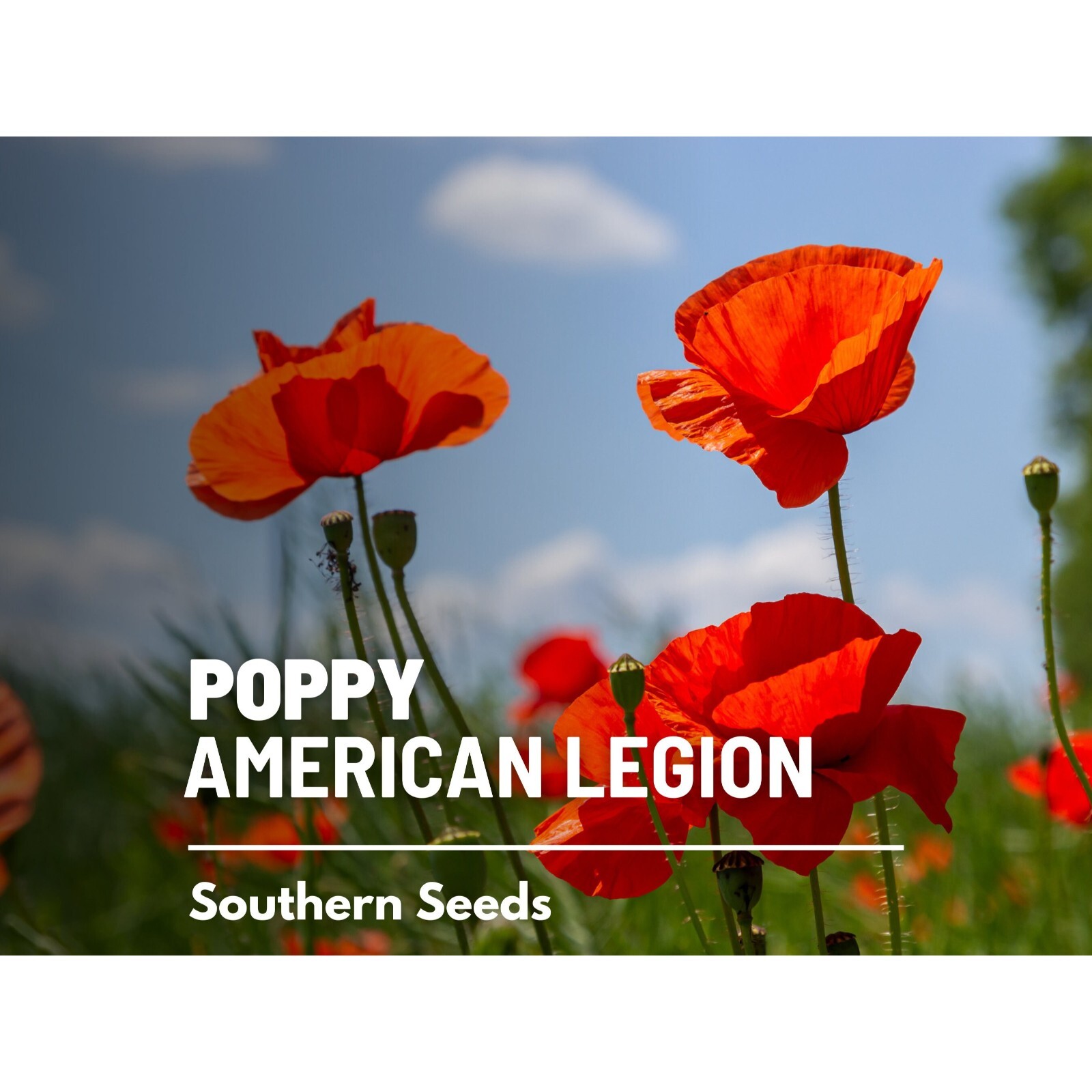 Poppy, American Legion – 100 Seeds – Heirloom Flower, Flanders, Red Corn Poppy,
