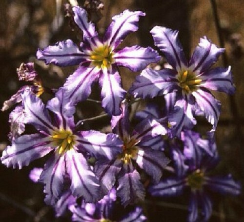 Leucocoryne vittata Andean Glory of the Sun Lily 10 seeds