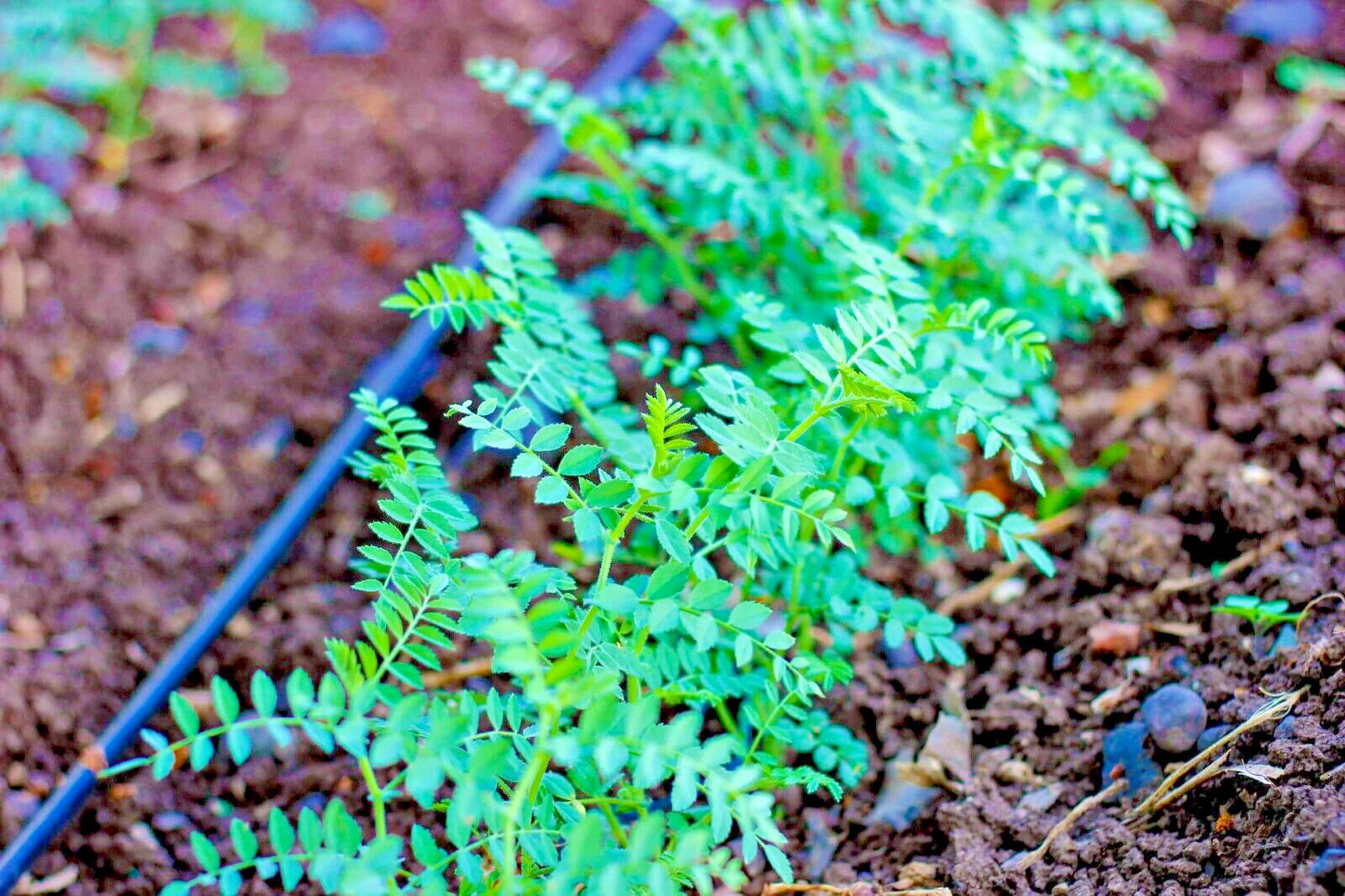 Chickpea Seeds | Garbanzo Beans | 60+ Bean Seeds | Vegetable Garden | NO GMO US