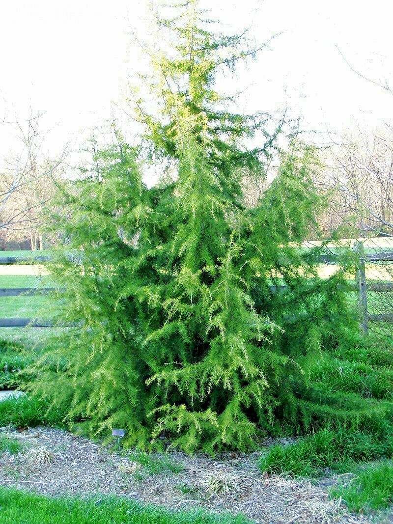 10 SHALIMAR DEODAR CEDAR SEEDS – Cedrus deodara ‘Shalimar’