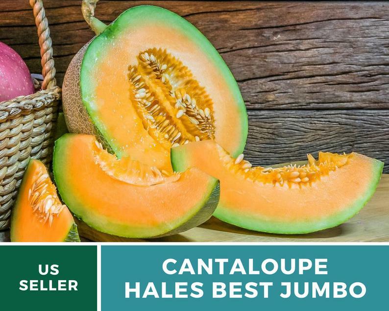 Melon, Cantaloupe – Hales Best Jumbo – 50 Seeds – Heirloom – Non GMO
