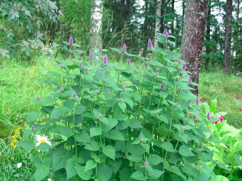 100+Purple GIANT HYSSOP Seeds Native Wildflower Drought Heat Cold Pollinators