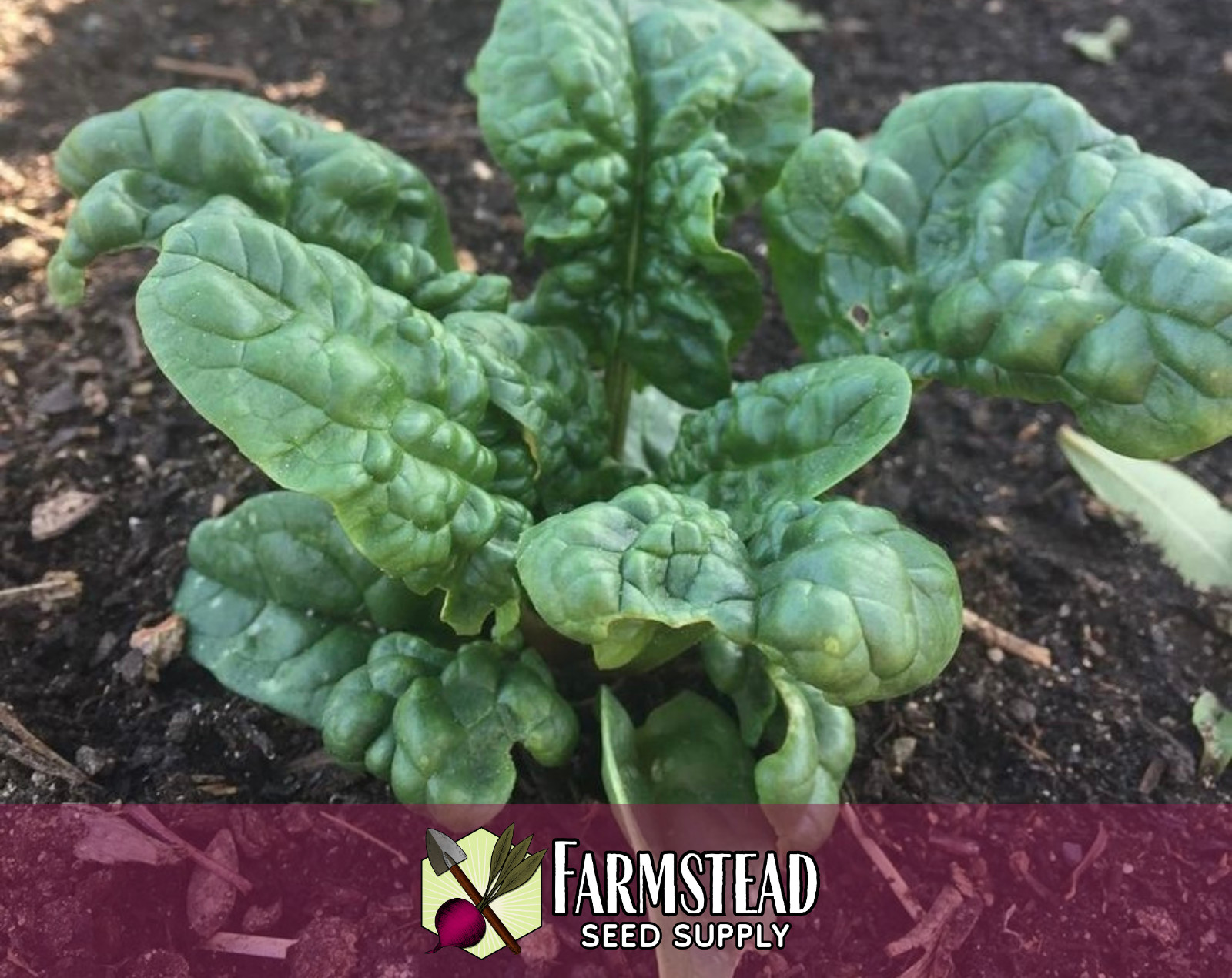 1100+ Spinach Seeds [Bloomsdale Longstanding] Vegetable Gardening, Non-GMO, USA