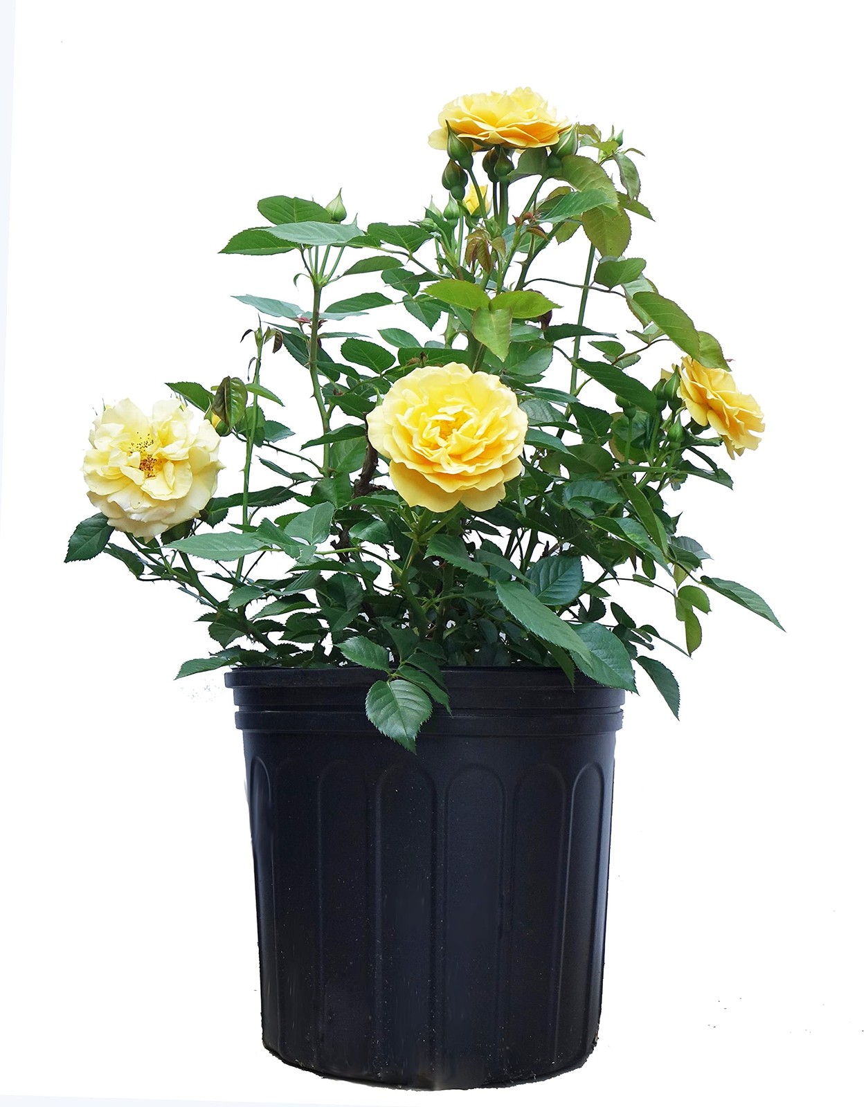 Rosa Julia Child Floribunda Rose – USDA Zone 5-8, 3-4ft H X 3-4ft W – Full Sun