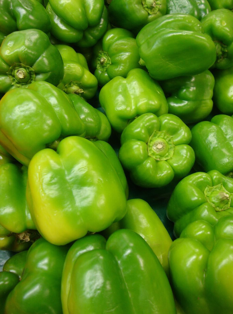 Yolo Wonder Pepper Seeds 100+ Sweet Bell Vegetable Garden NON-GMO FREE SHIPPING