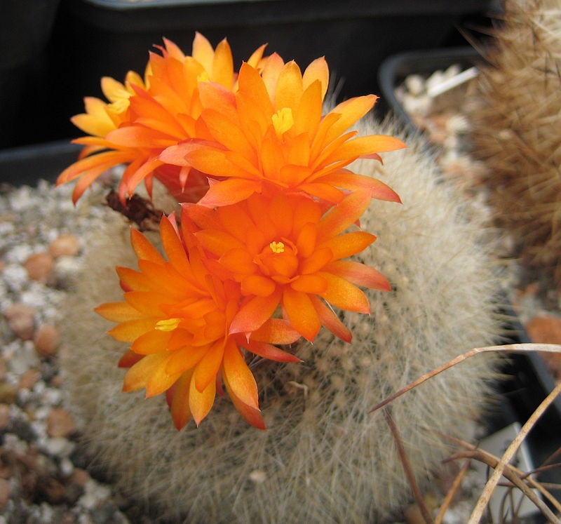 Brasilicactus Haselbergii V Weiss 5 Seeds Free Shipping!