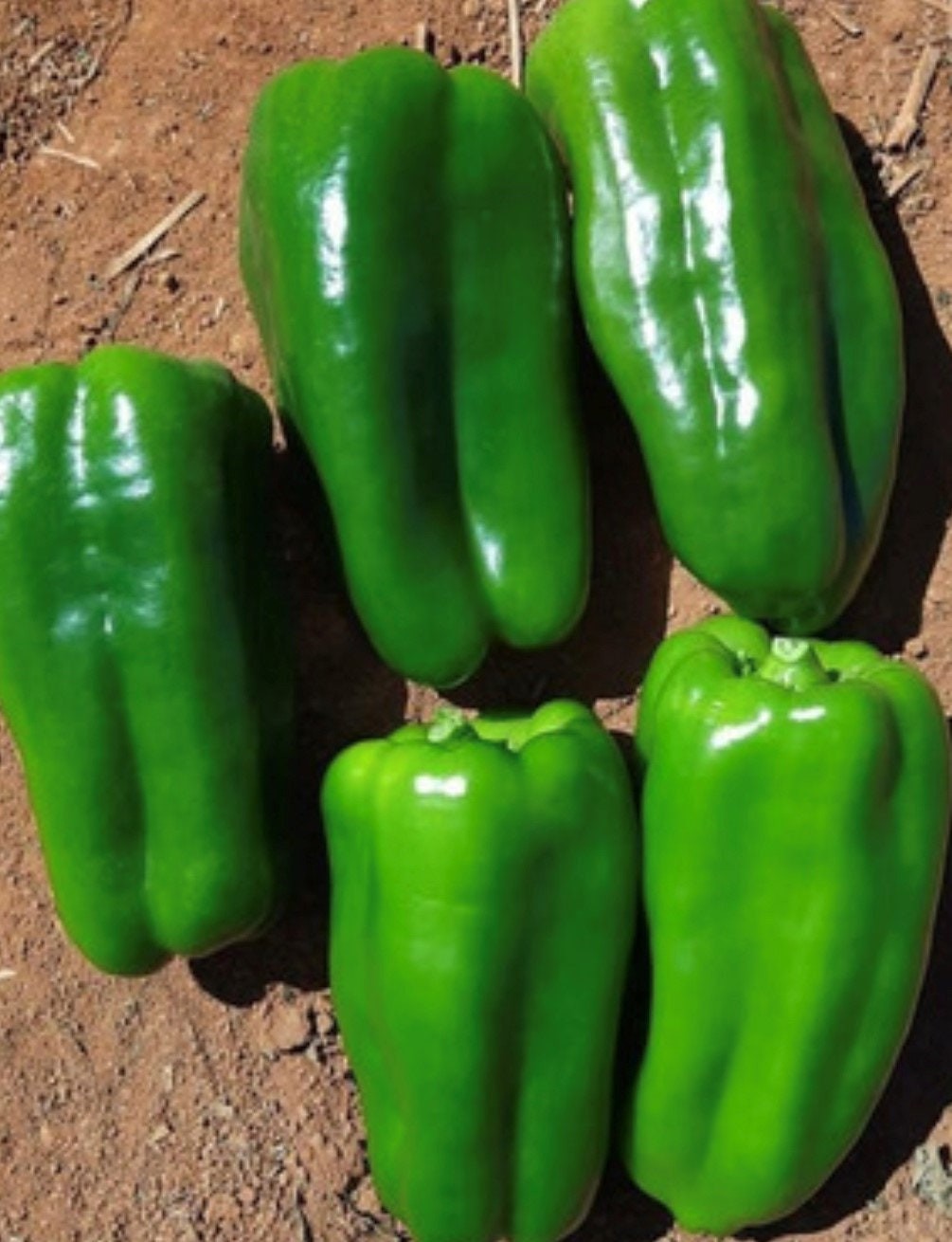 Cascaduro Sweet Pepper Seeds Box Garden Seeds LLC Heirloom Non GMO