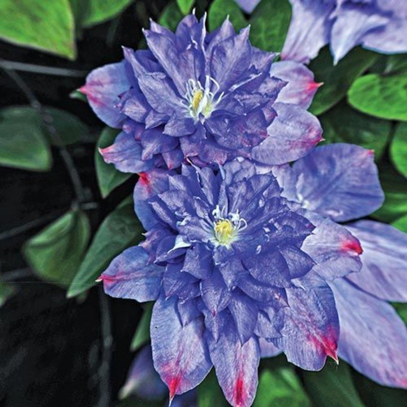 25 Clematis Seeds Flower Seed Perennial Flowers Vine “Light Blue”