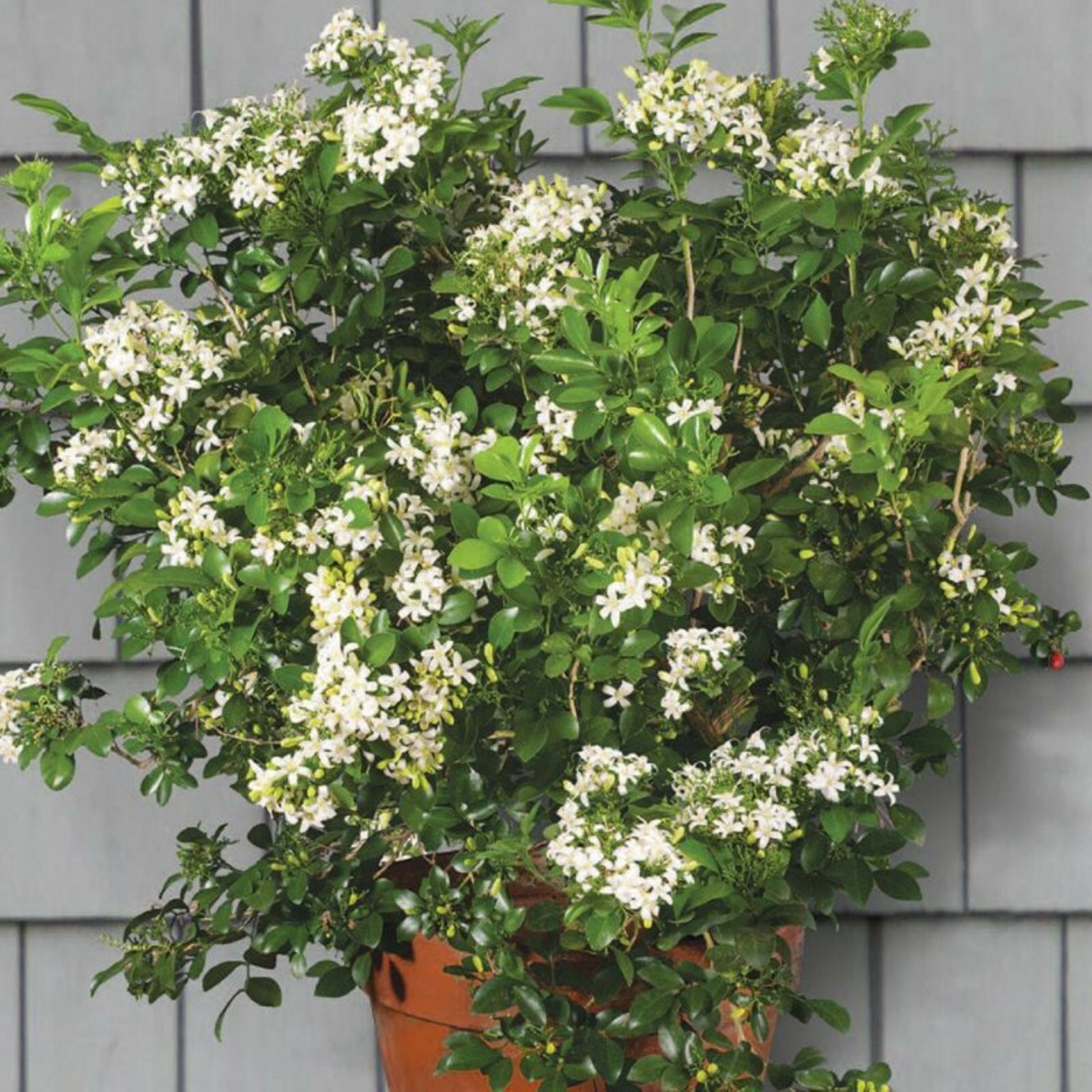 Orange Jasmine (Murraya paniculata) 2.5 inch Pot Size No Ship to FL TX
