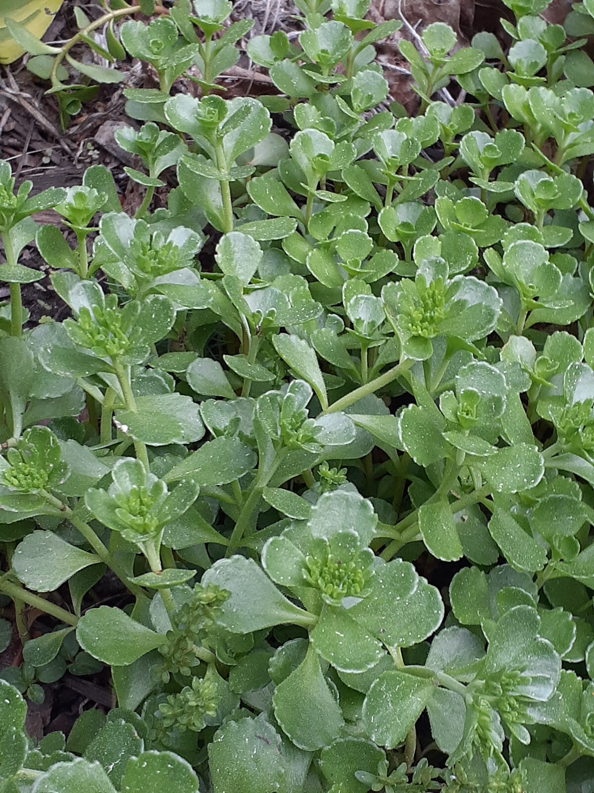 Sedum stonecrop seeds 50+ mix