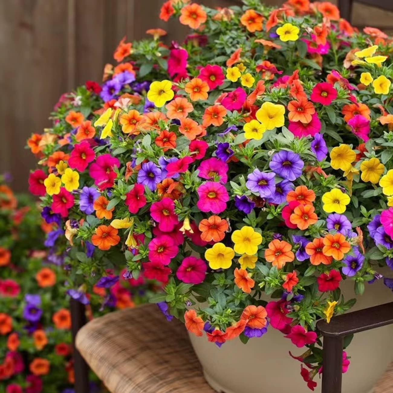 Superpetunia flower seeds Pack of 20 seeds Great for hanging baskets