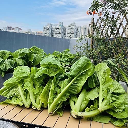 4000+ Florida Broadleaf Mustard Seeds for Planting Vegetable Seeds for Normal