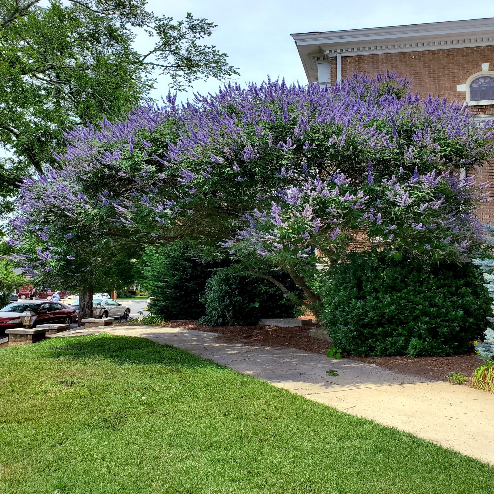 CHASTE TREE SEEDS (Vitex agnus-castus) Monks Pepper Fast Hardy Lilac Flower