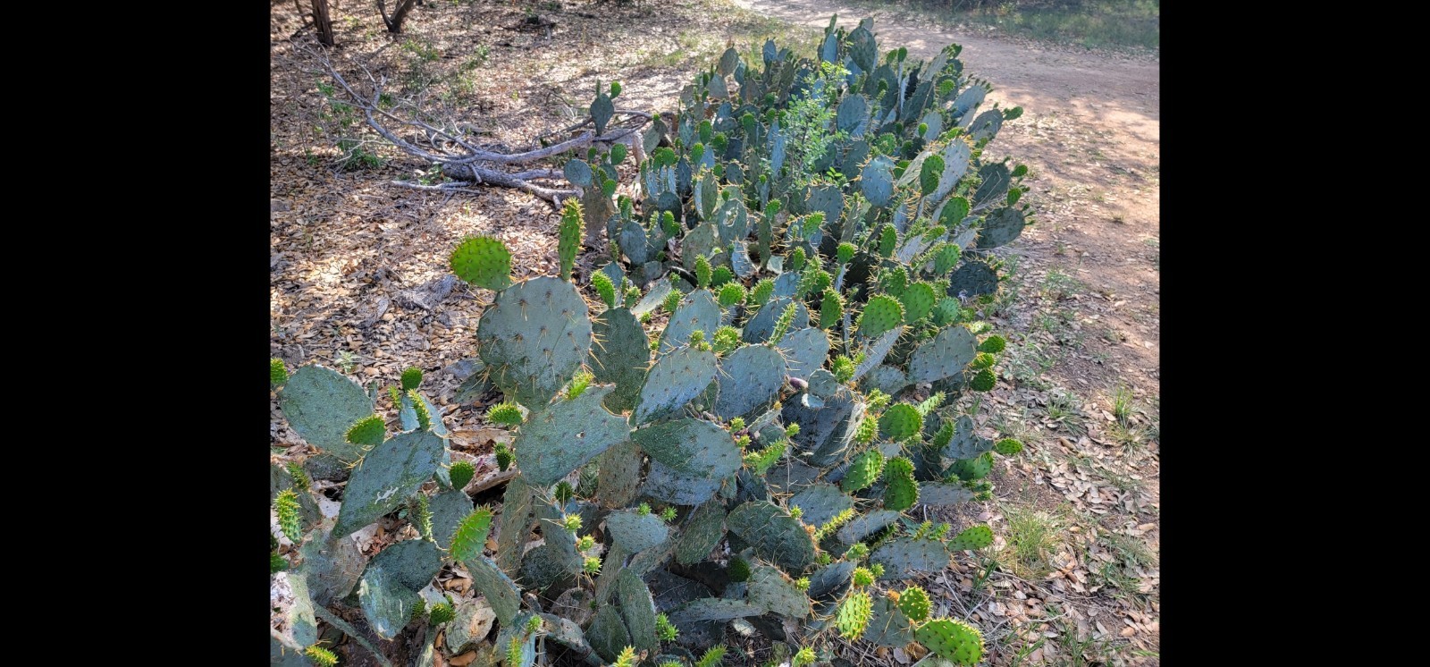 Opuntia cacanapa – Texas Blue Prickly Pear Cactus 25 Seeds Tuna Red 2025 Seeds