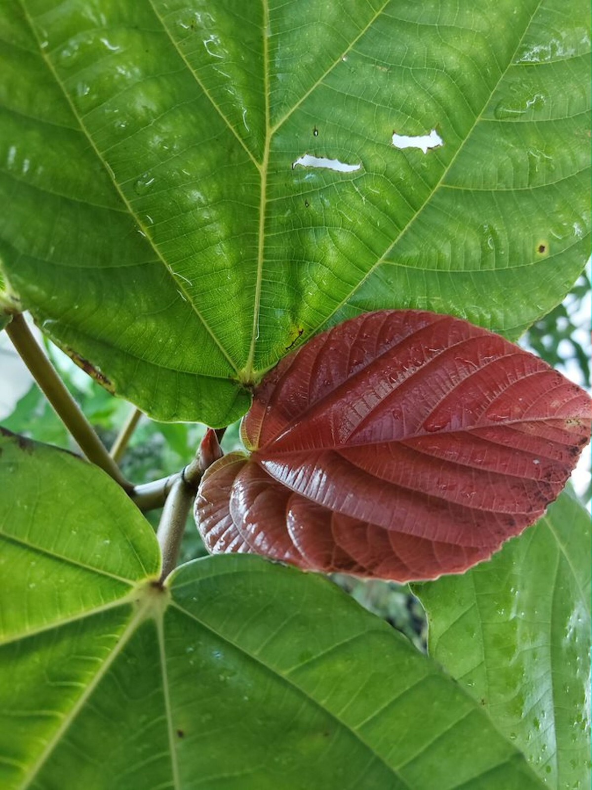 Ficus auriculata -Elephant ear Fig -20 Tropical Seeds