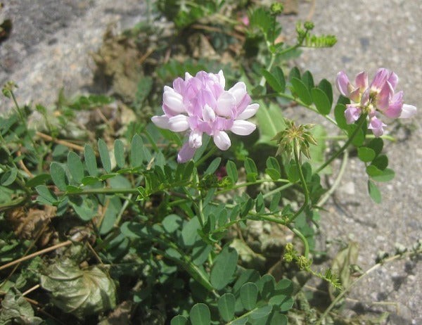 Coronilla varia | Crown Vetch | 100 Seeds
