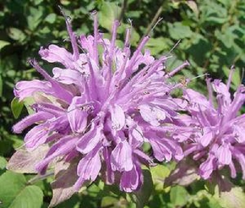 50+ LILAC MONARDA BEE BALM FLOWER SEEDS / DEER RESISTANT PERENNIAL / LEMON SCENT
