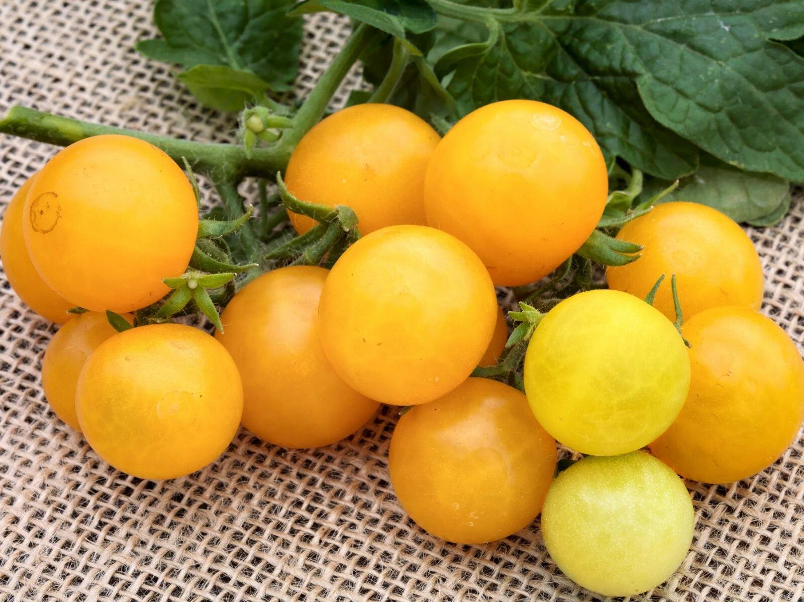 RARE✿ New! Yellow Mini Cherry Tomato 10 Seeds ●Extra Dwarf