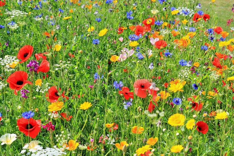 2001+DEER PROOF Native Wildflower Mix 15 Different Flowering Annual Perennial