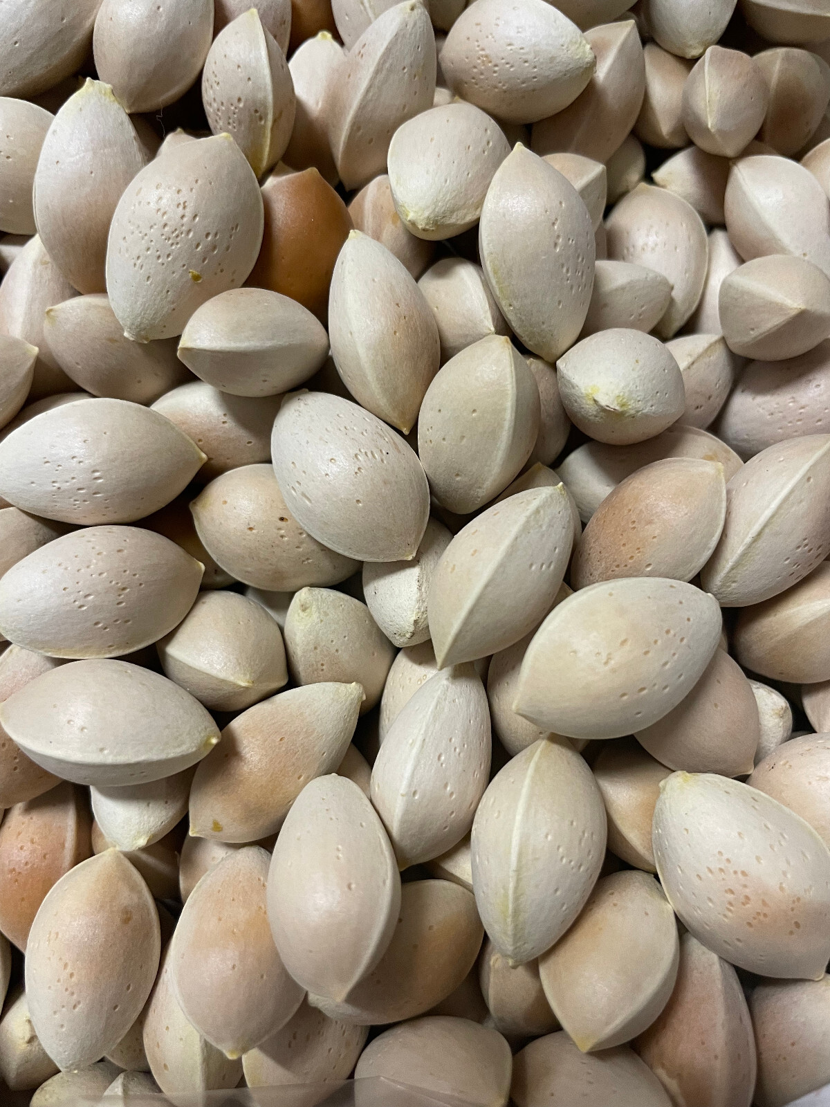 (10) Ginkgo biloba (Maidenhair Tree) Seeds Fresh Harvest NOV 2024 USA SELLER