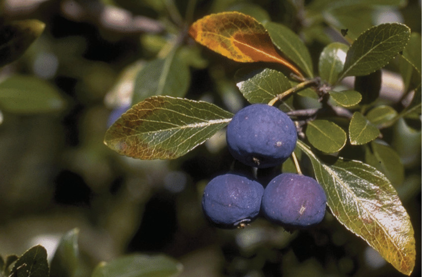 Crataegus brachyacantha BLUE HAWTHORN Fruit Tree Seeds!
