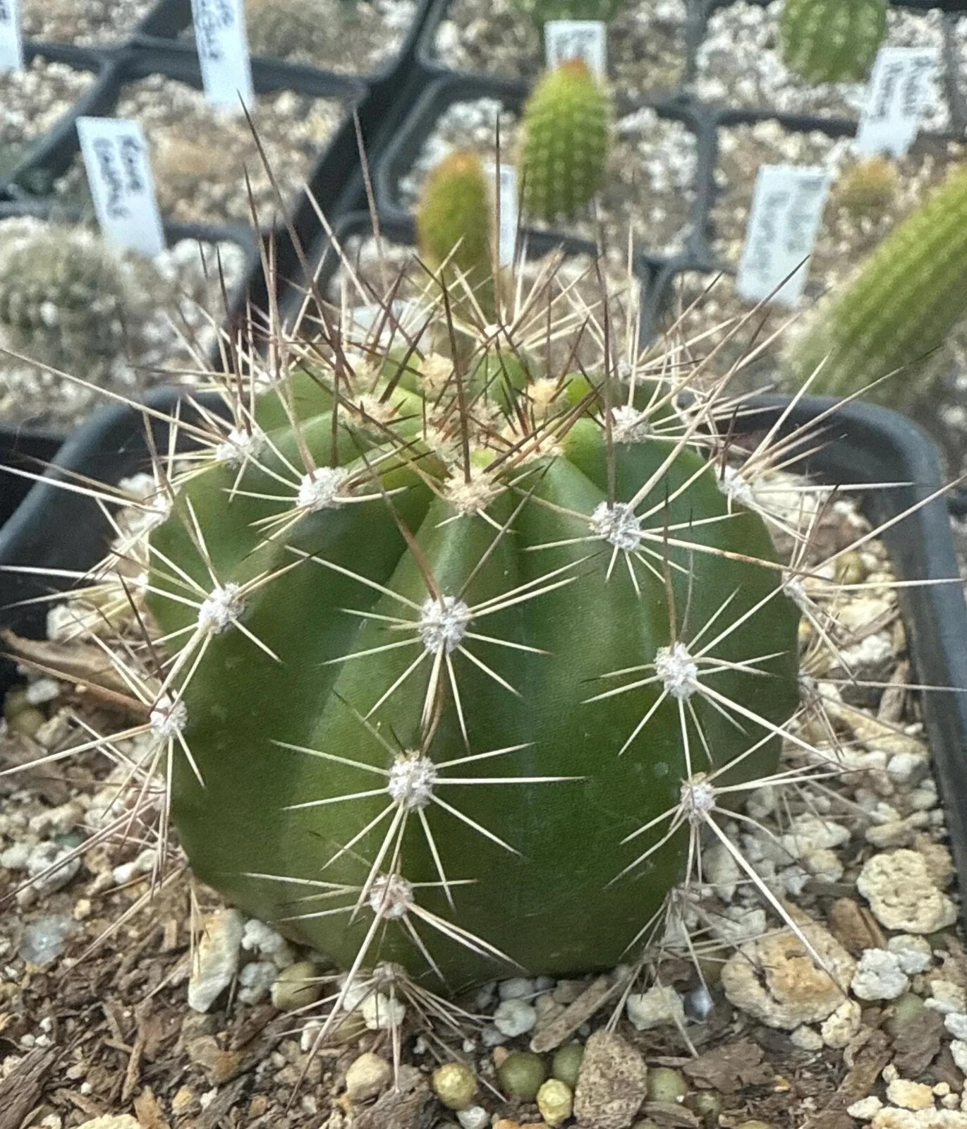 NEW,RARE,T.Cereus,FEUERRAD,Echinopsis,Cactus,Blooming,Plant,Succulent