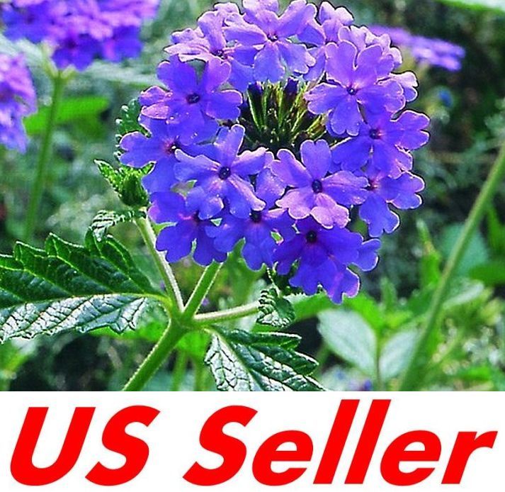 100 PCS VERBENA VIOLET BLUE LAGOON SEEDS G39, Flowers Perennial
