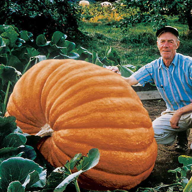 WORLD RECORD DILL’S ATLANTIC GIANT PUMPKIN SEEDS 30ct 1000 Pounder + SHIPS FREE