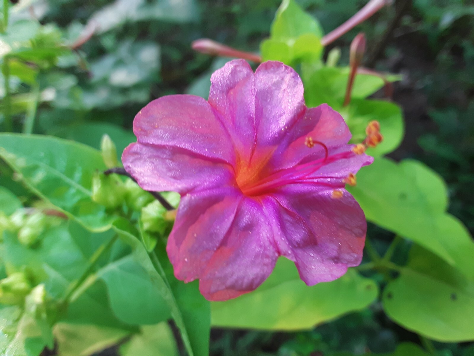 15 Rare Pinkish Orange Four O’clock Perennial Flower Seeds.US Grown seeds.