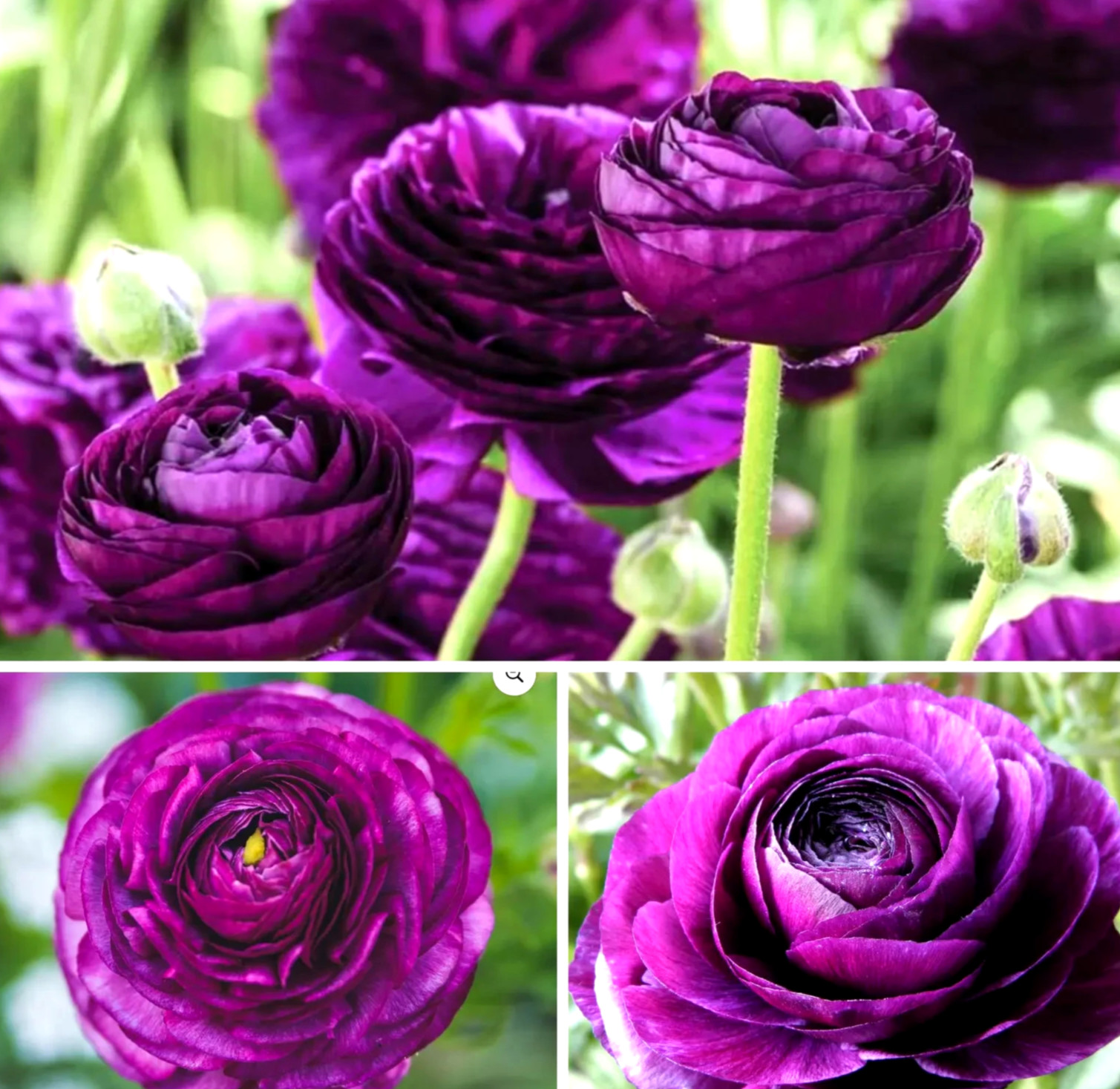 Purple Ranunculus Bulbs 30 Quality Corms Peony Rose Wedding Flowers for Planting