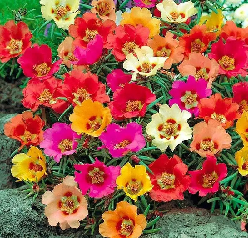 100 Bright Mix Moss Rose Seeds Flower Perennial Flowers Seed Bloom USA