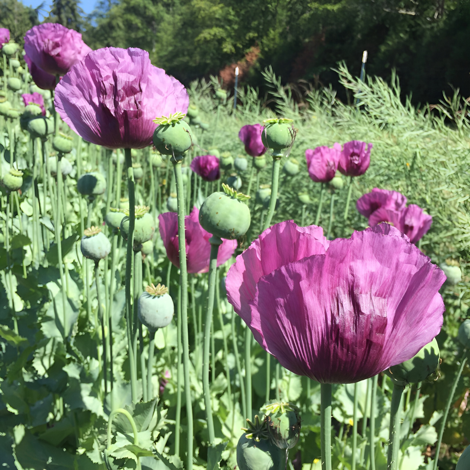1,500 Giant Hungarian Breadseed Poppy Seeds P. Somniferum – Purple&Lilac Blooms!