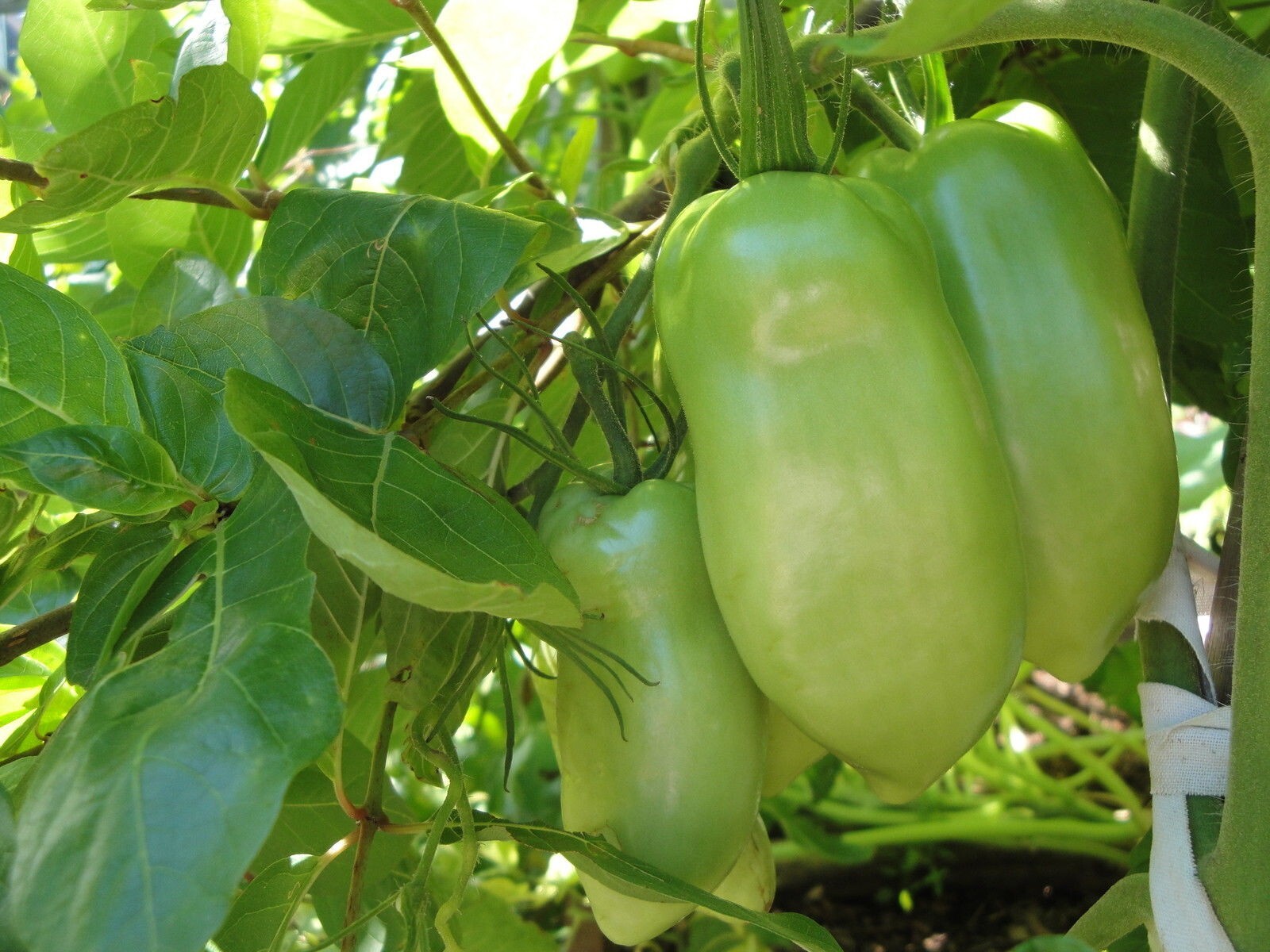 Red Tomato Opalka Polish Heirloom 25 seeds Non-GMO Organic from 2023