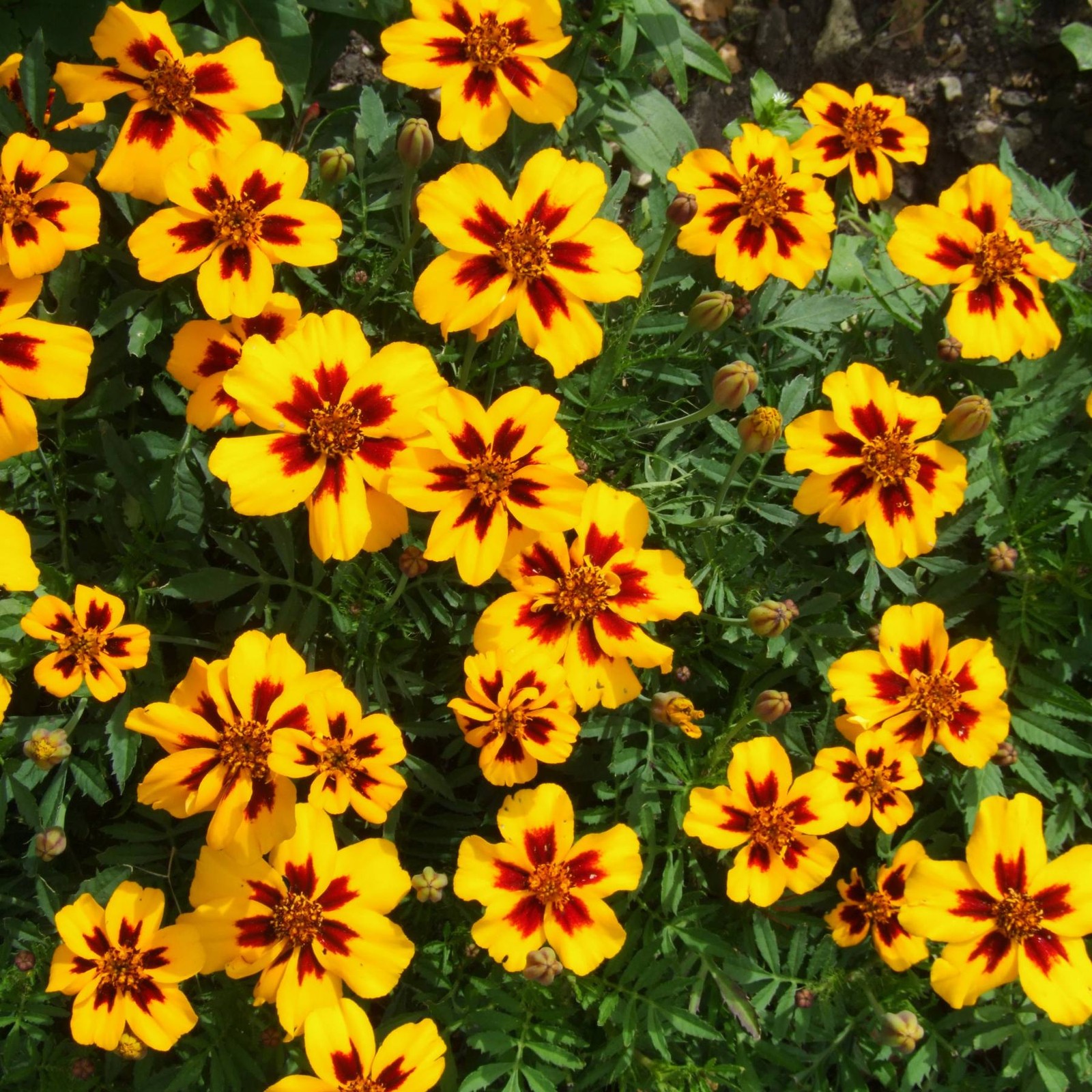 Mr. Fothergill’s Marigold Seed Oh Sow Simple, Easy to Grow