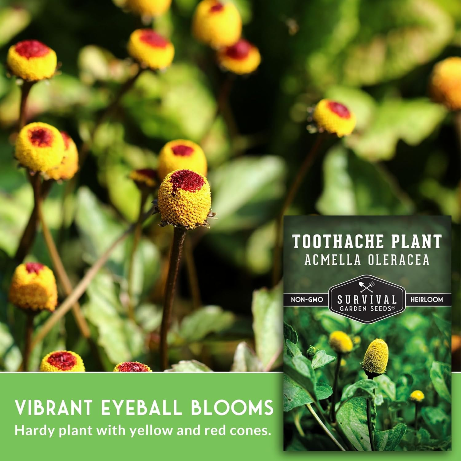 Toothache Plant Seeds for Planting – Acmella Oleracea Spilanthes Buzz Button Ele