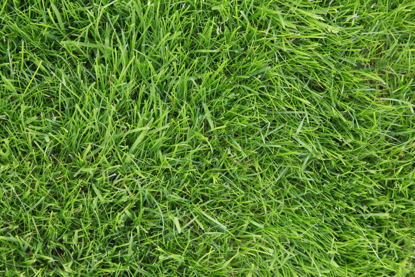 Kentucky 31 K31 Tall Fescue Grass Seed by Eretz Choose Size State Certified,…