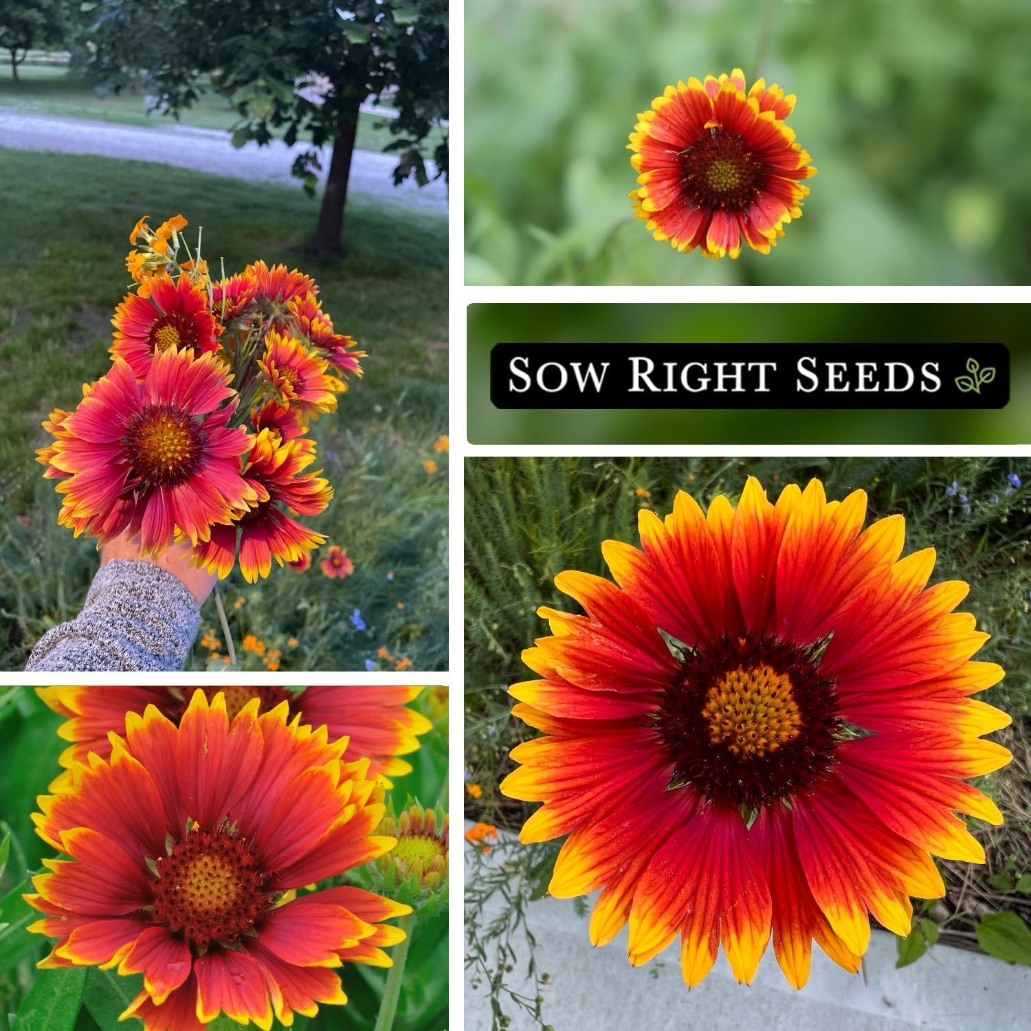 – Bulk Blanket Flower Seeds for Planting – Non-GMO Heirloom Jumbo Pack of Indian