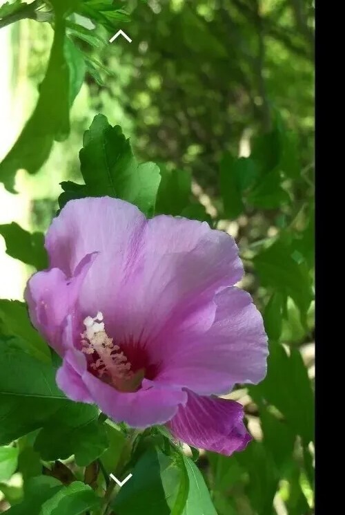 10 Seeds Rose of Sharon (Hibiscus Syriacus) Flower Fresh Seeds . Mixed Colors