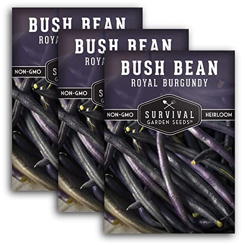 Royal Burgundy Bush Bean Seeds for Planting – Plant & Grow Stringless Purple 3