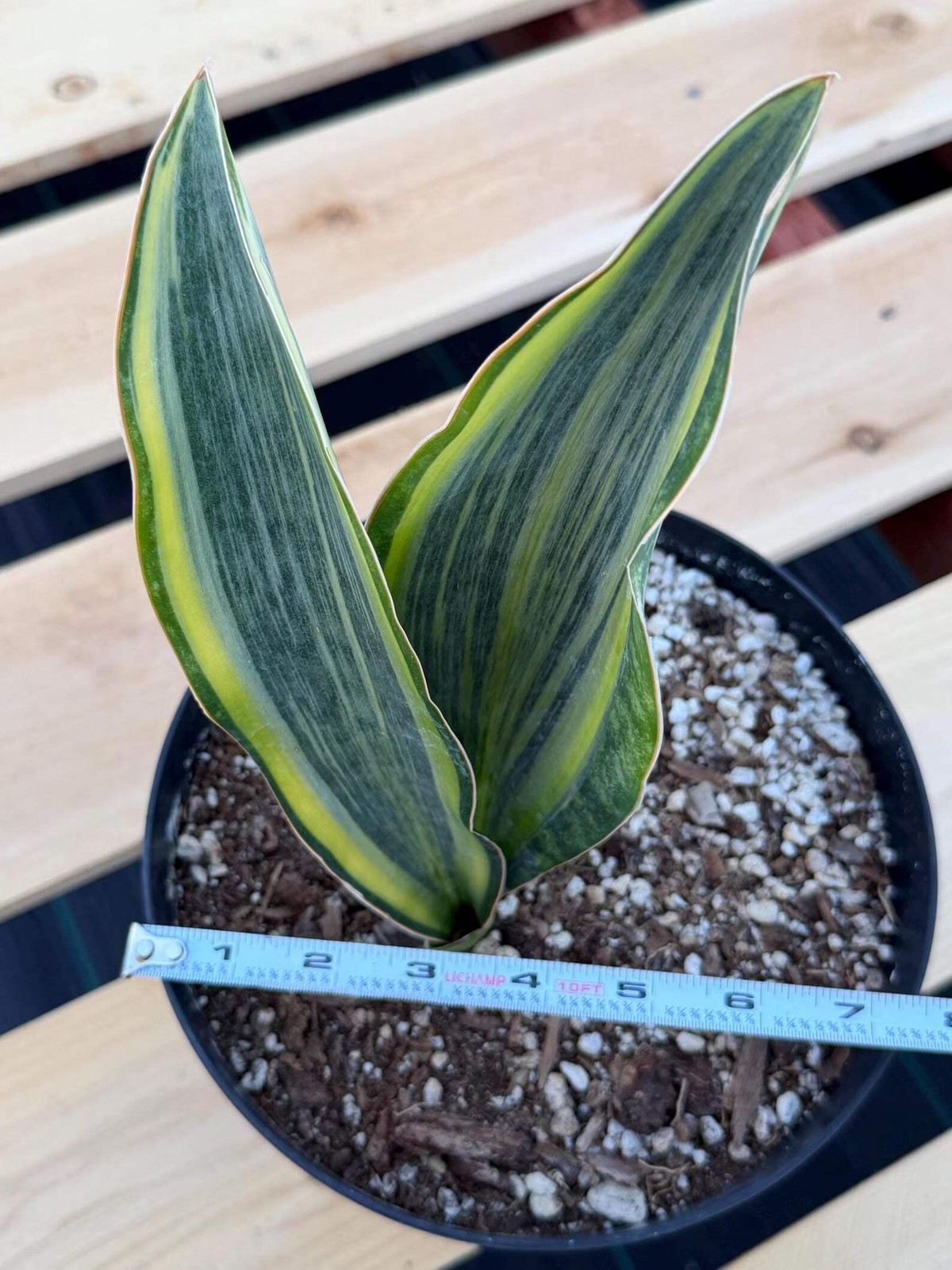 Variegated Sansevieria Whale Fin | Rare Snake Plant | Easy Care Live Houseplant