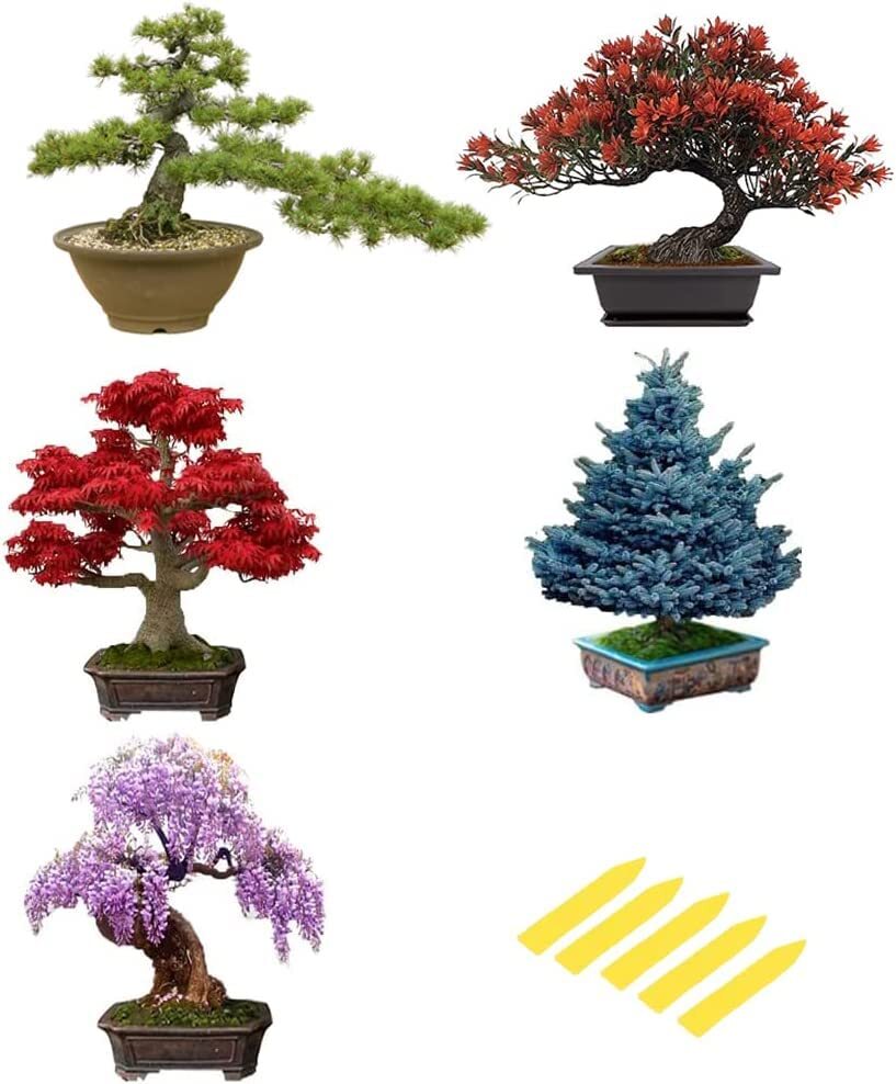 5 Pack Bonsai Tree Seeds, Wisteria Seeds, Black Pine Seeds, Blue Spruce Seeds, R