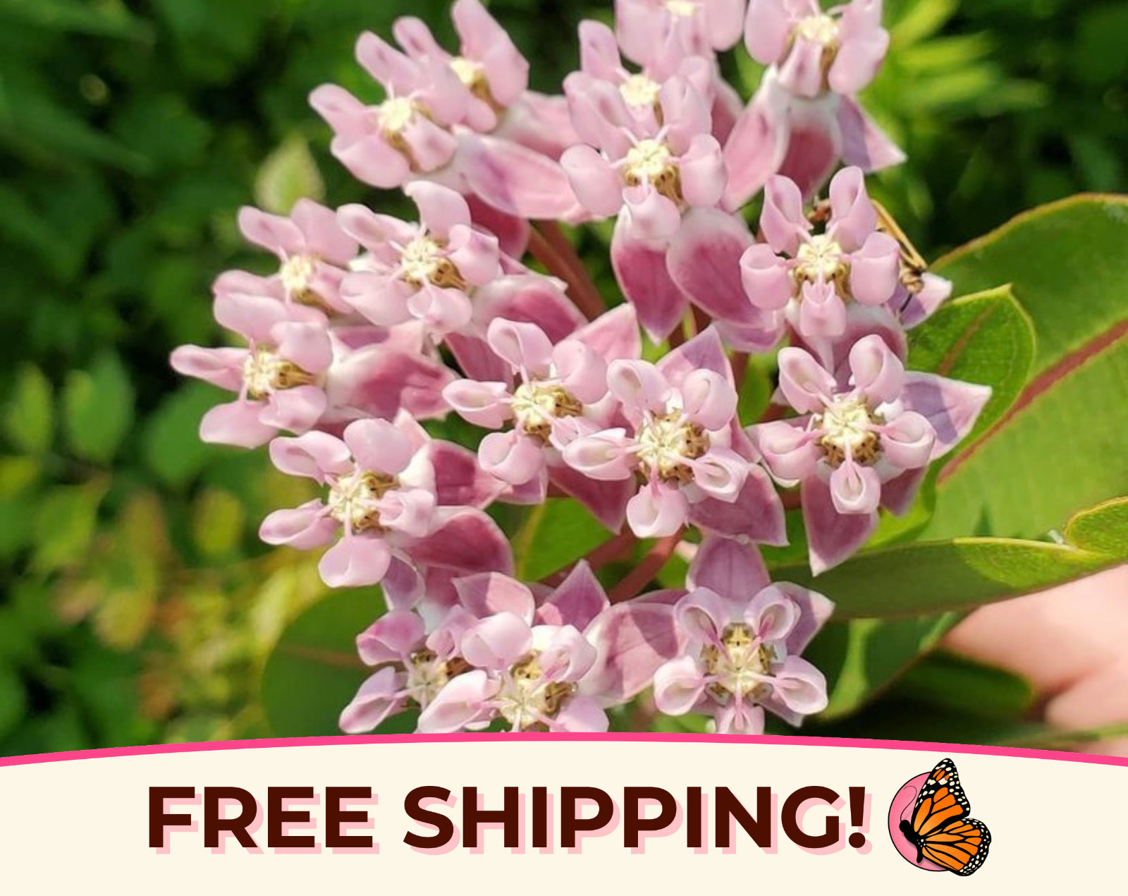40+ Prairie Milkweed Seeds | Native Perennial Wildflower for Monarch Butterflies