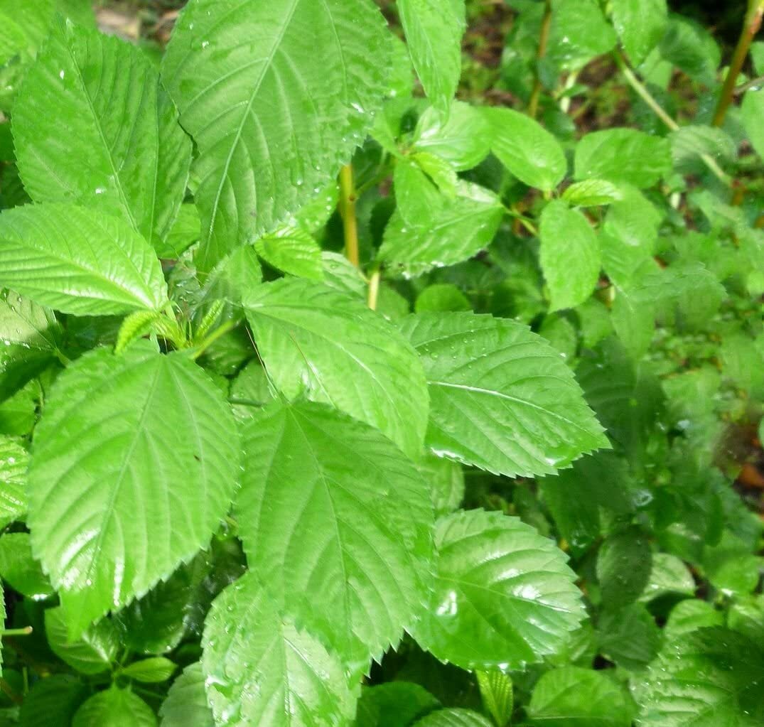 350+ Nalta jute seed Rau Day 1/4 Saluyot Molokhia Egyptian Spinach 黃麻 moroheiya