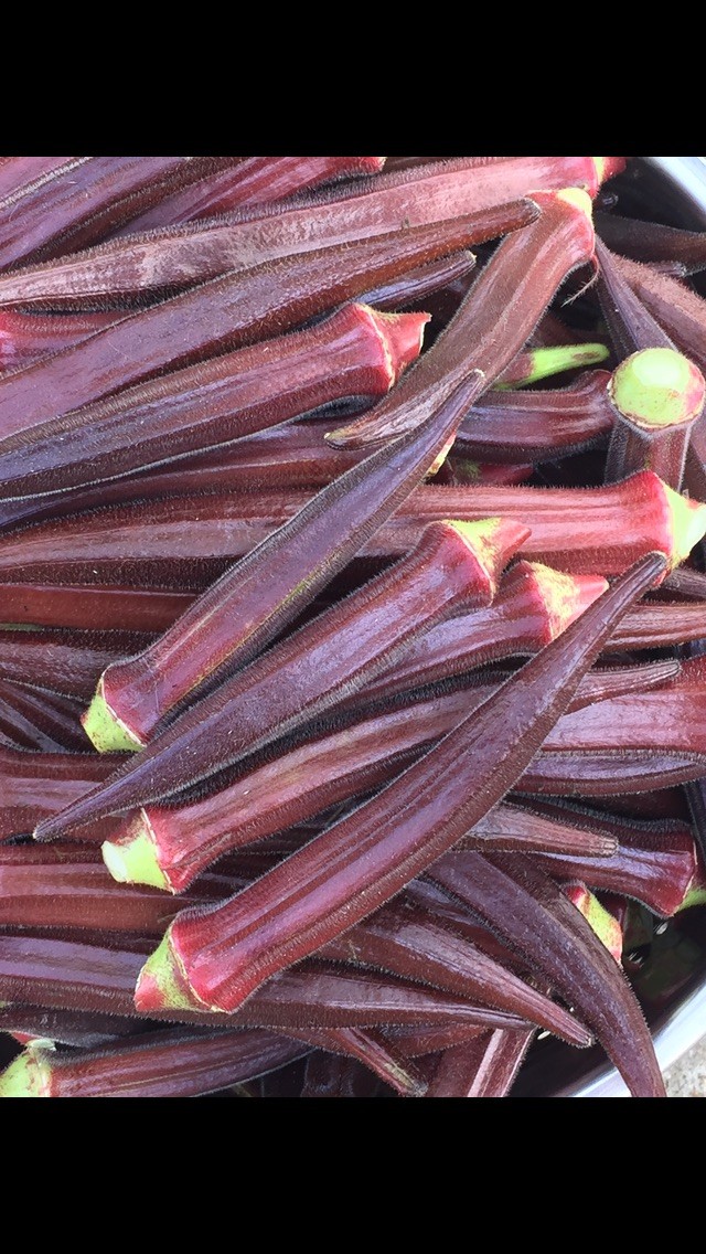 Okra Burgundy Red 100 Seeds Non Gmo Heirloom Vegetable Organic Grown 5g 0.2oz