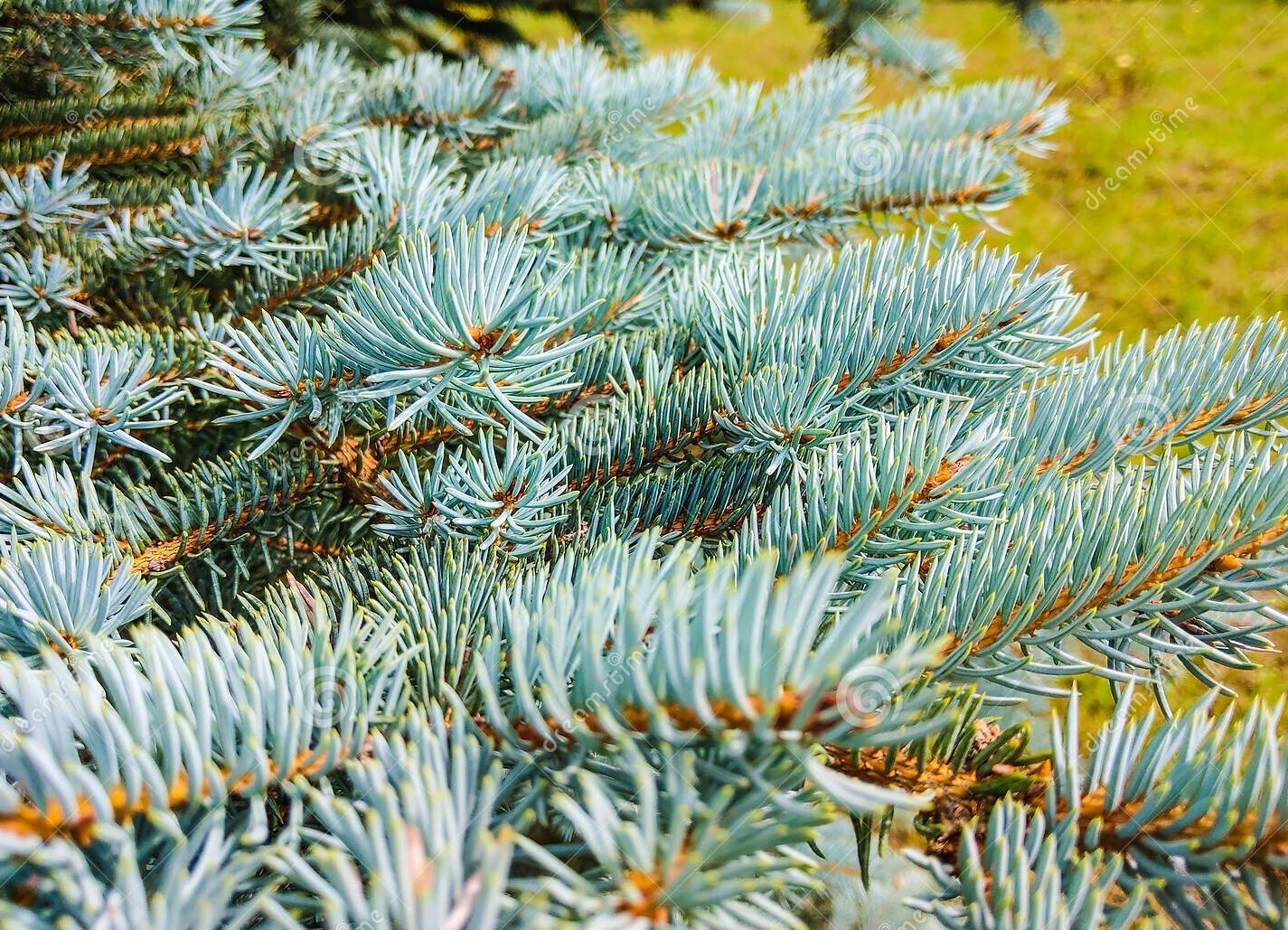 12 Colorado Blue Spruce Tree Seeds