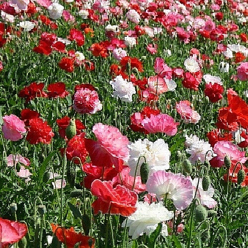 10,000+ Organic Mixed Doubles Shirley Poppy Seeds For Planting Fresh Non-GMO